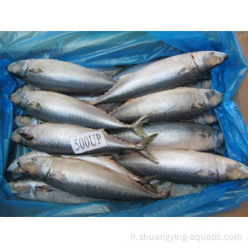 Acheter des poissons glacés pacific maquerel